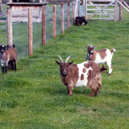 Σπίτι διακοπών Hidden Acres- Luxury Glamping Pod Mint Malahide