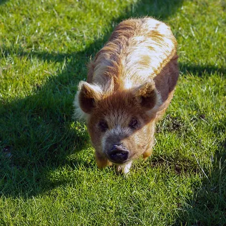 Hidden Acres- Luxury Glamping Pod Mint Дом отдыха Малахайд
