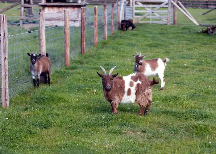 Дом отдыха Hidden Acres- Luxury Glamping Pod Mint Малахайд