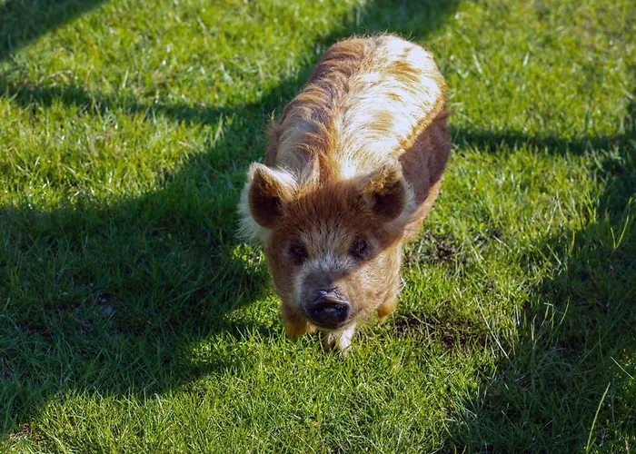 Hidden Acres- Luxury Glamping Pod Mint Дом отдыха Малахайд