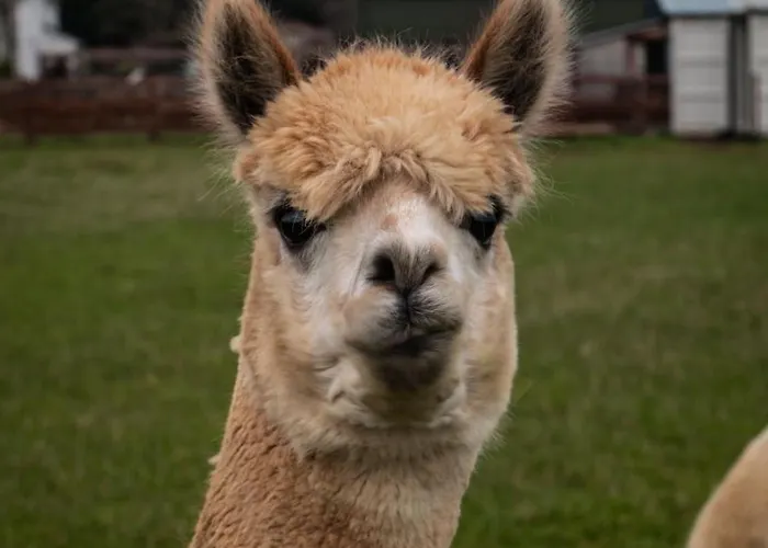 Дом отдыха Hidden Acres- Luxury Glamping Pod Mint *